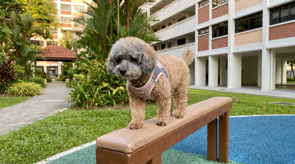 Building healthy habits for Muscle Strength & Function for Senior Pets