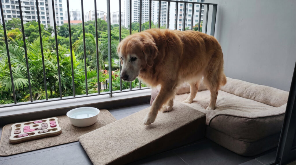 Building healthy habits for Pain Relief in Senior Pets