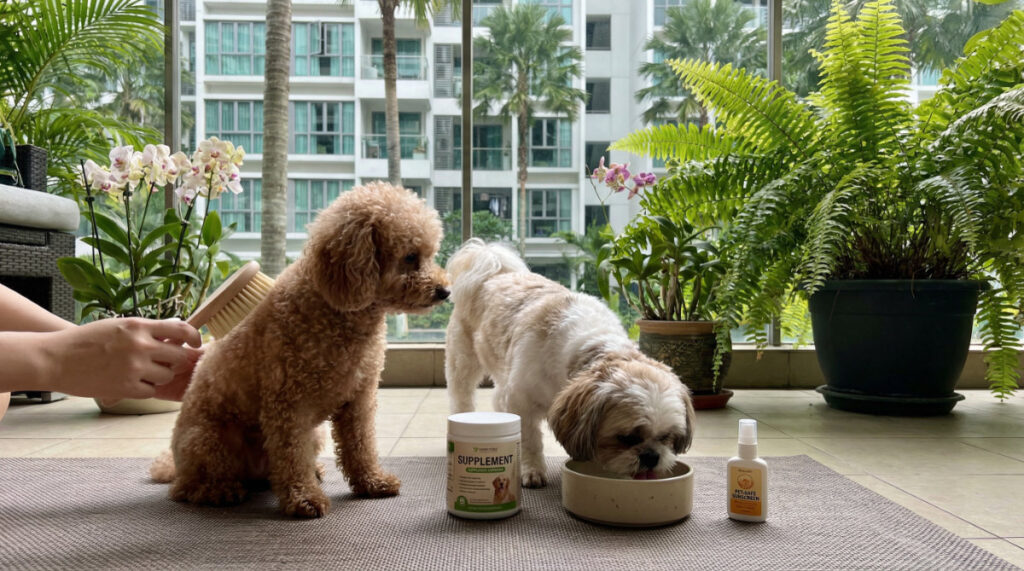 Building healthy habits for Skin & Coat Health for Senior Pets
