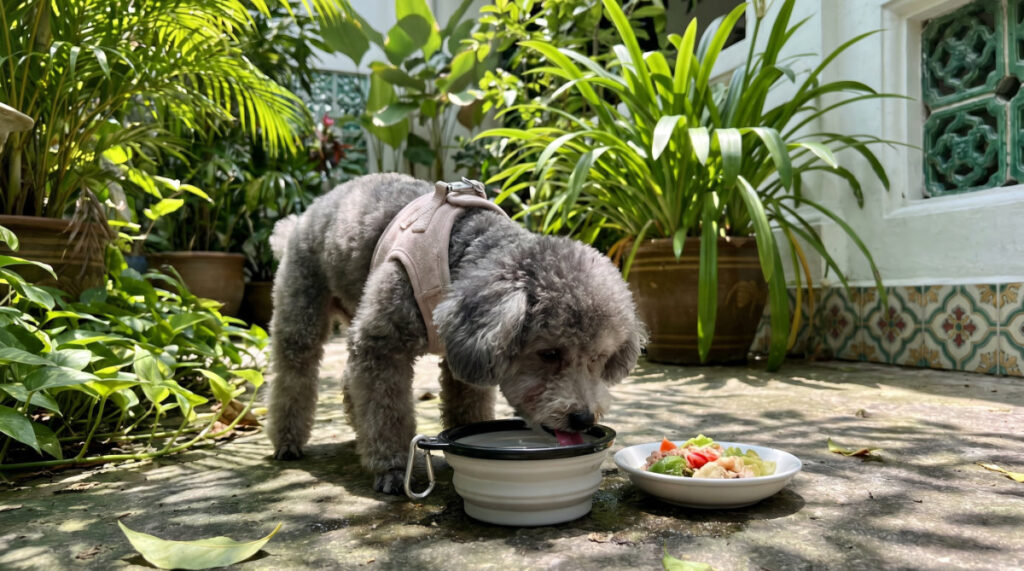 Building healthy habits for energy in Senior Pets