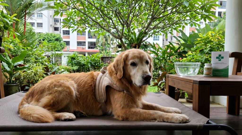 Cancer Prevention & Support for Senior Pets