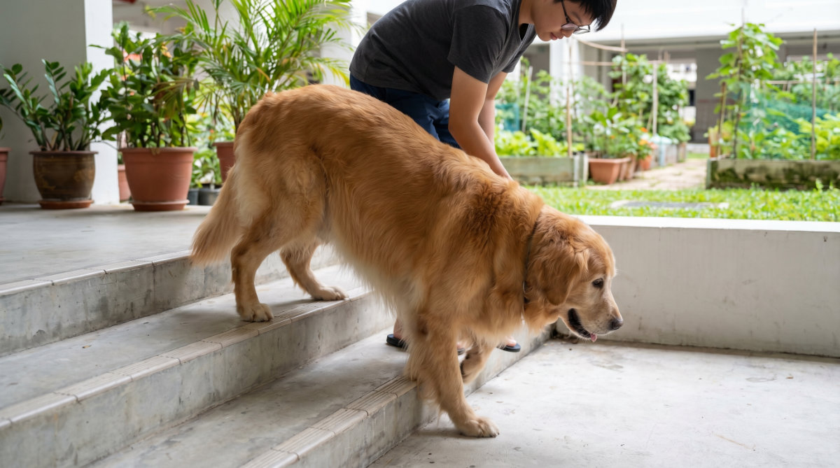 Consequences of Poor Joint & Mobility Health in Senior Pets
