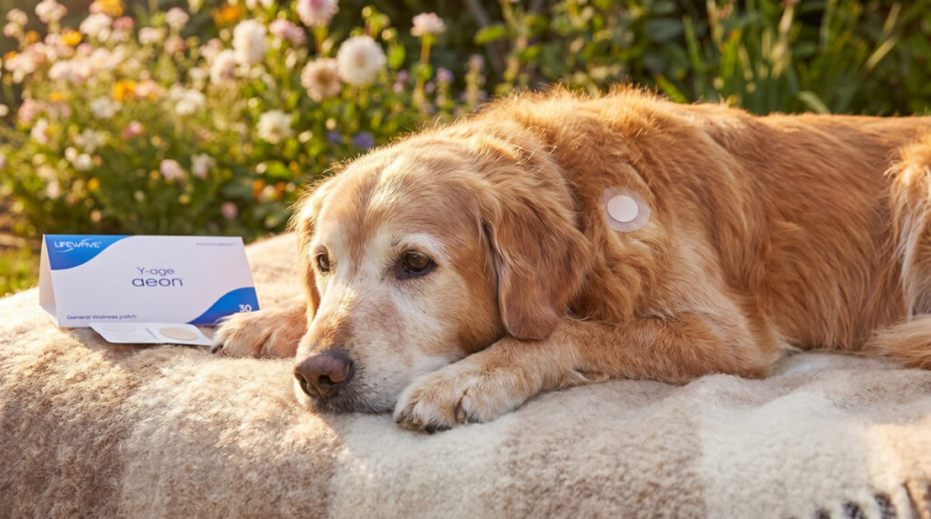 LifeWave Phototherapy Patches for Immunie Health in Senior Pets