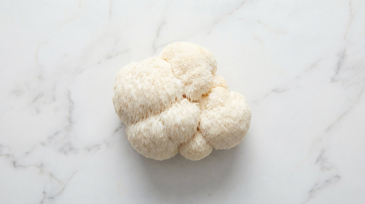 Lion's Mane (The Neural Repairman)