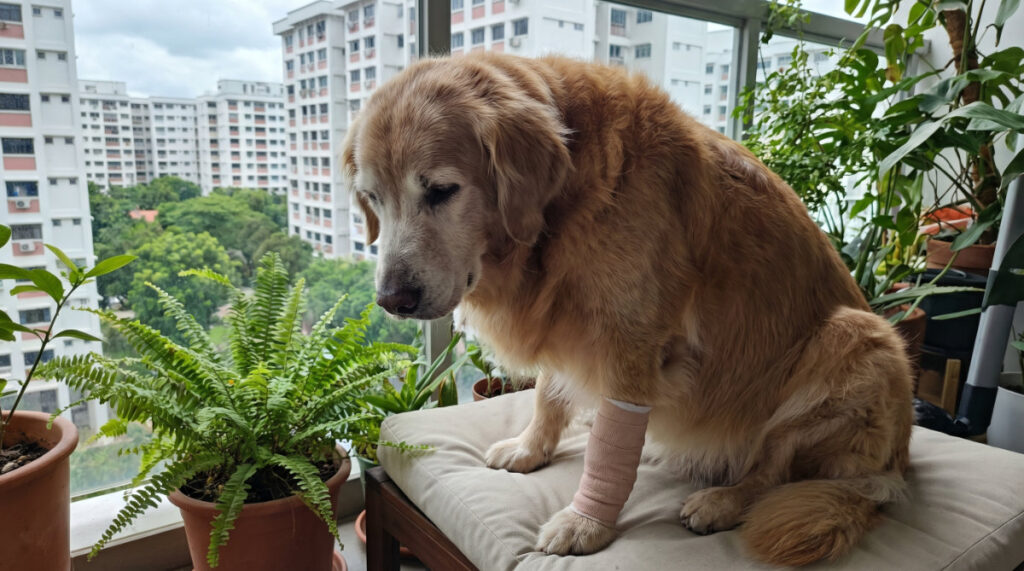 Pain (Chronic & Acute) for Senior Pets