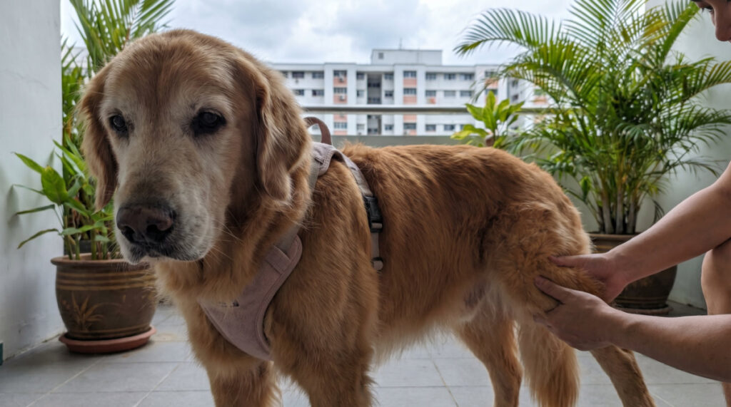 Quick Fixes for Immediate Relief Joint and Mobility issues in Senior Pets