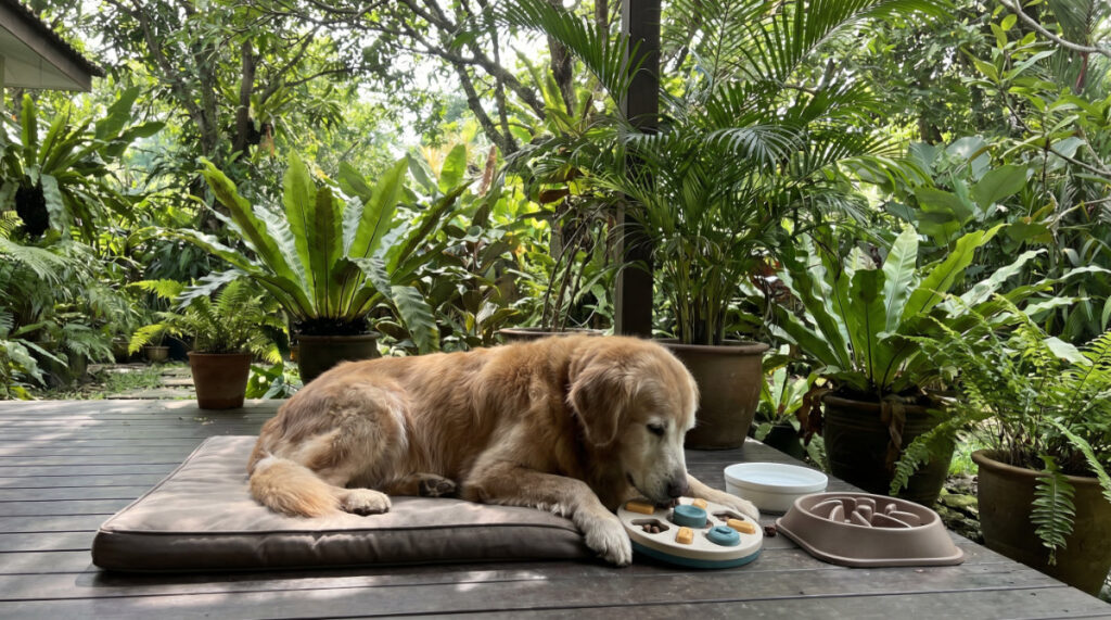 Quick Fixes for Immediate Support in Cognitive Health in Senior Pets