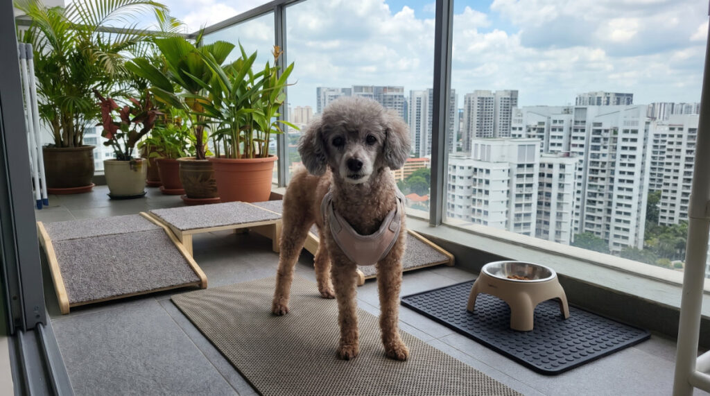 Quick fixes for poor Muscle Strength & Function for Senior Pets