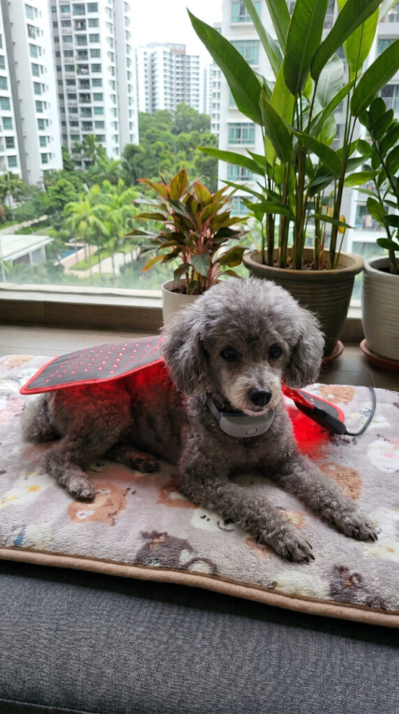 Red Light & PEMF Therapy for senior pet