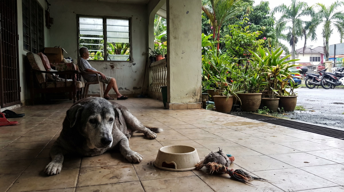 Root causes of Poor Cognitive Health in Senior Pets