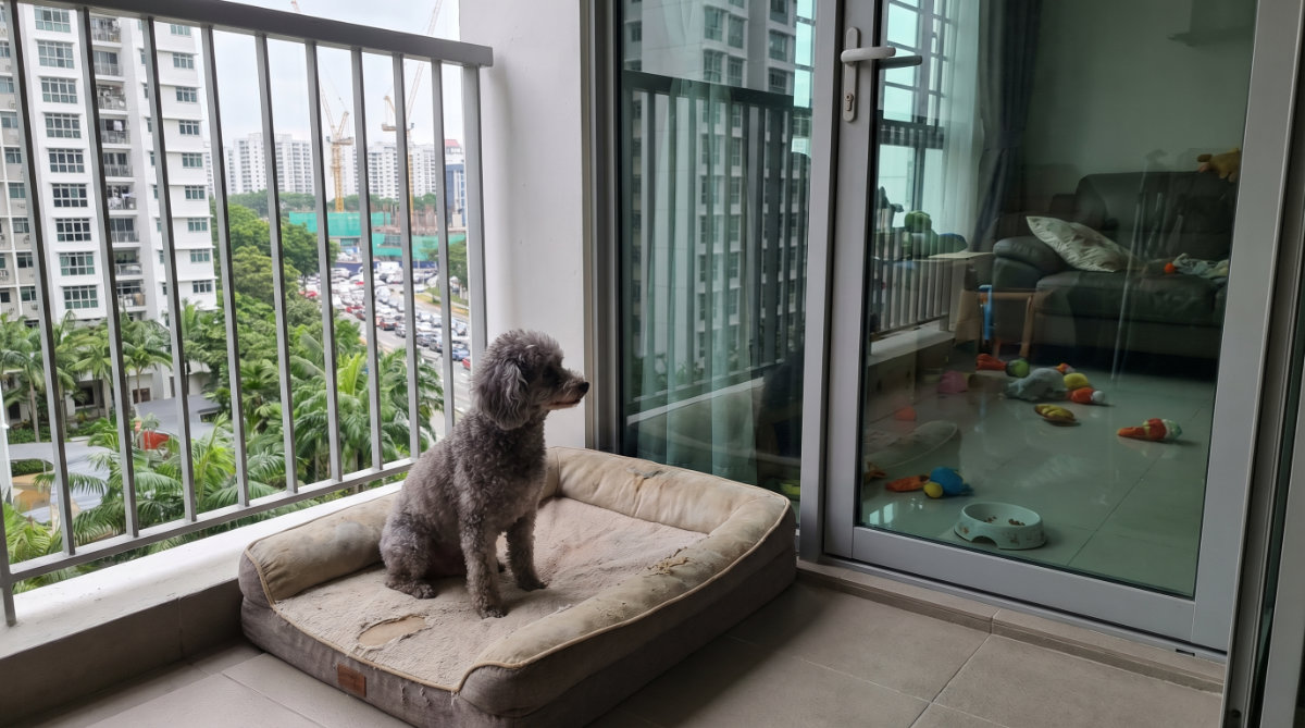 Root causes of Sleep, Stress & Anxiety for Senior Pets