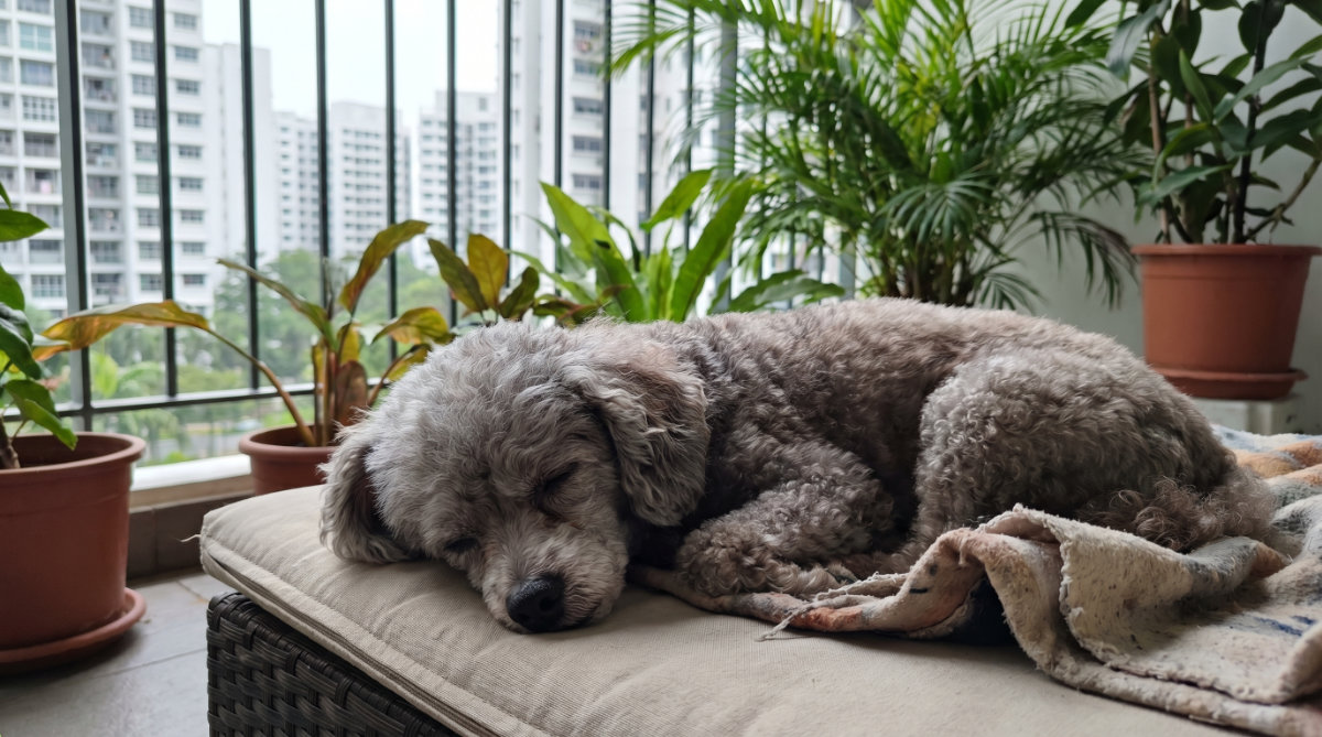 Root causes of low energy in Senior Pets