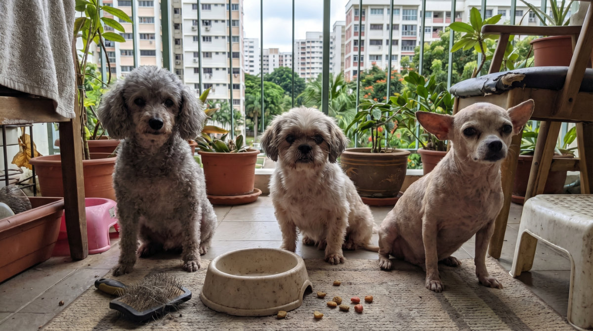Root causes of poor Skin & Coat Health for Senior Pets