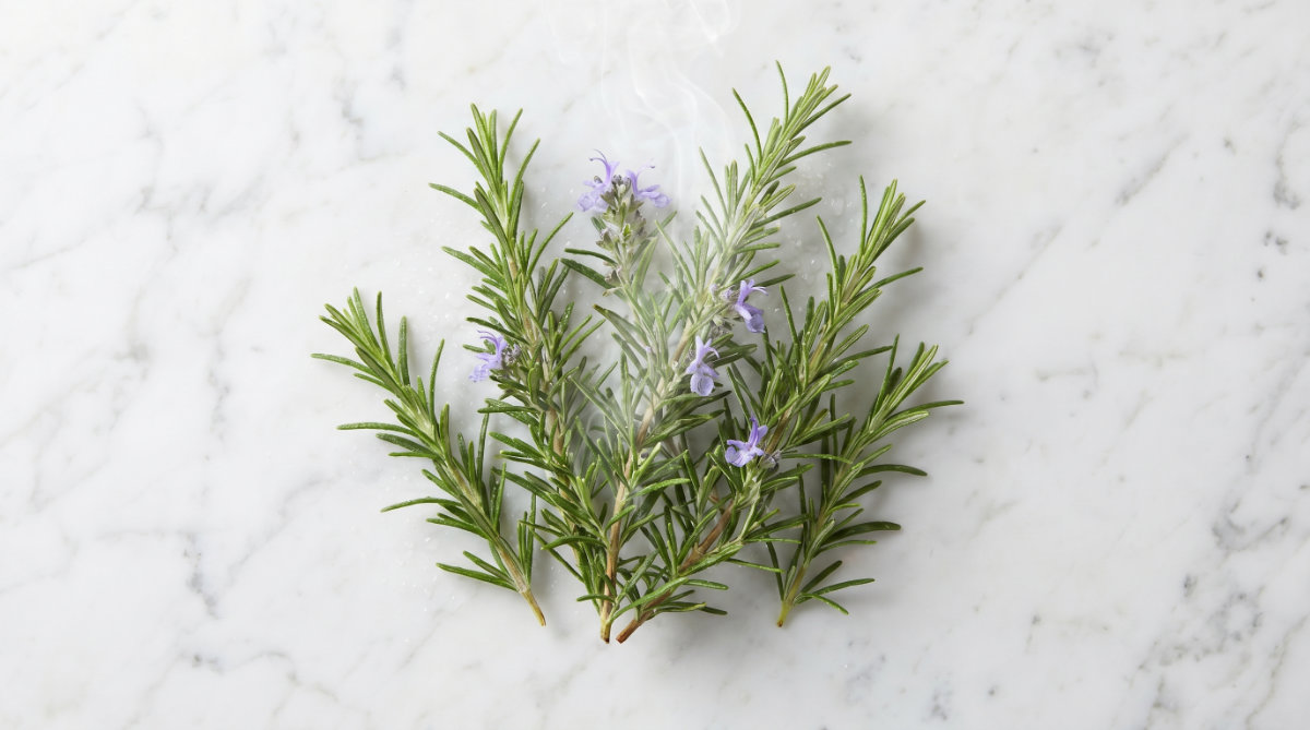 Rosemary (The Aromatic Anchor)