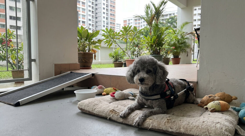 Senior Pet Care Challenges