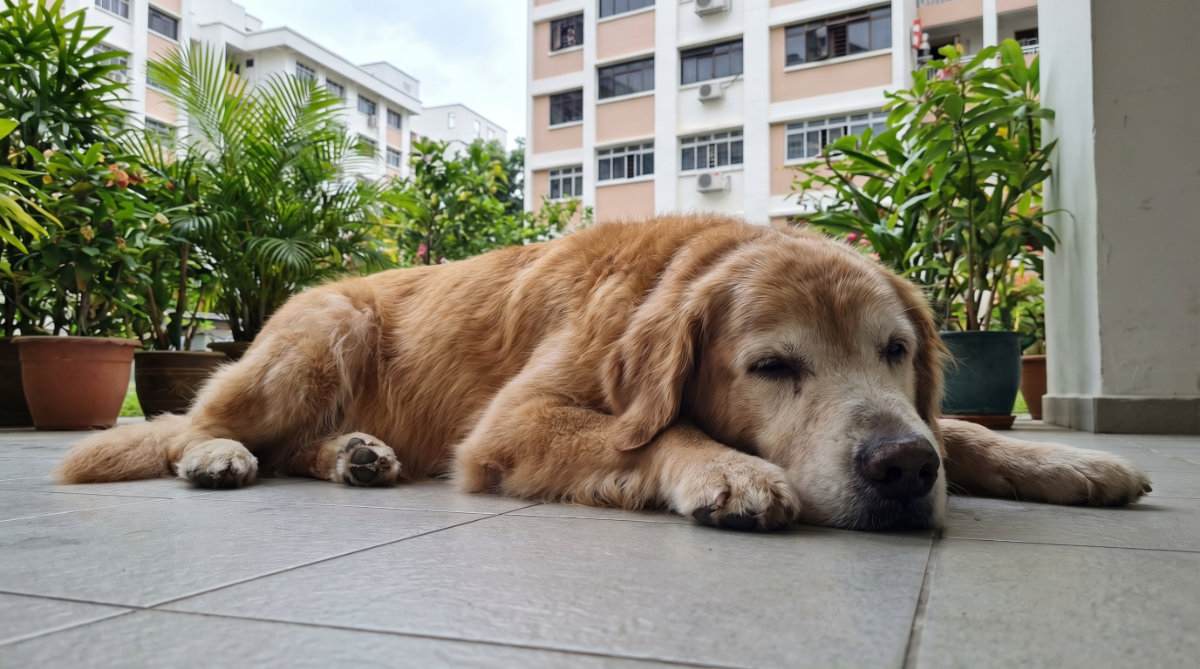 Signs of Pain in Senior Pets