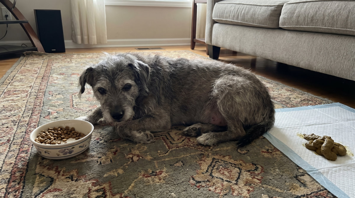 Signs of Poor Gut Health in Senior Pets