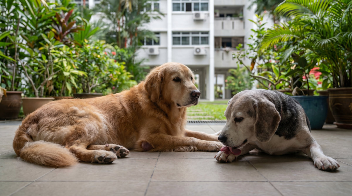 Signs of cancer risk on Senior Pets