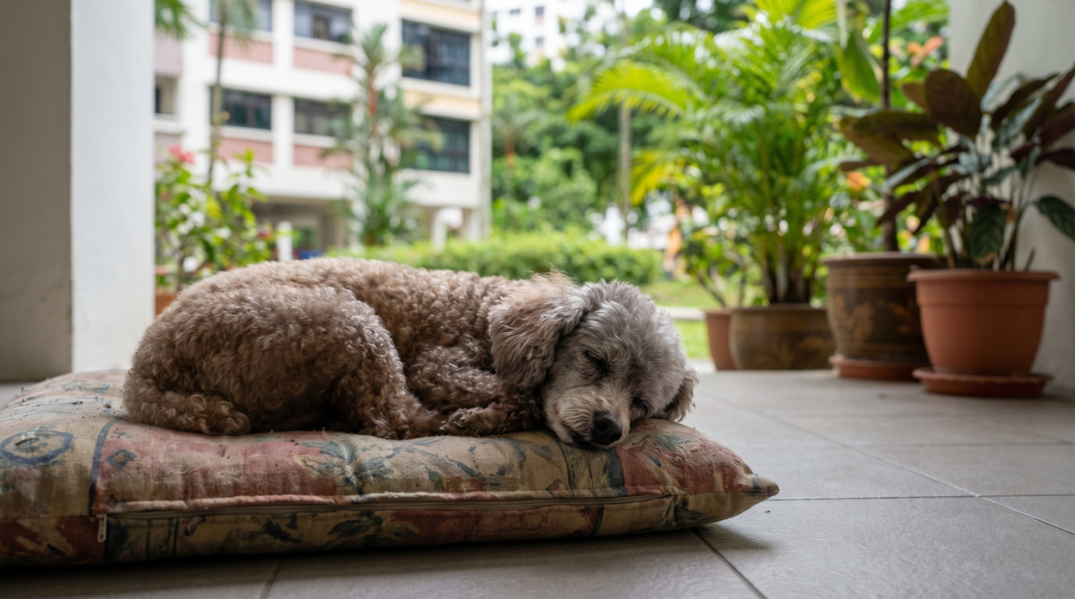Signs of low energy in Senior Pets