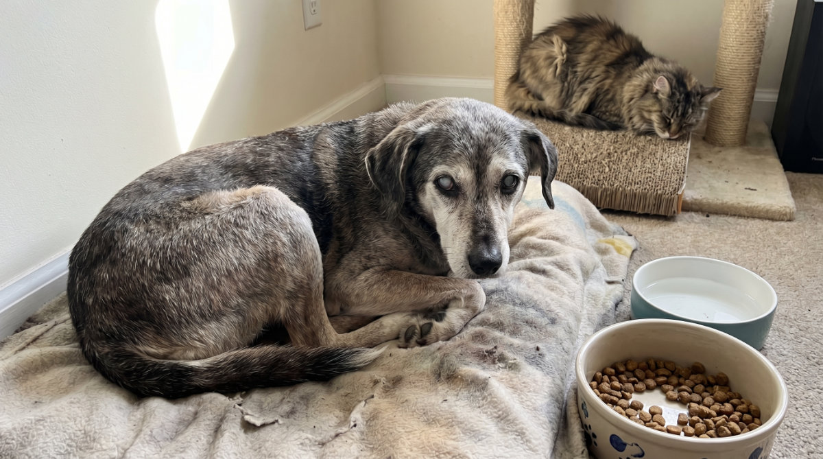 Signs of poor Immune Health Matters in Senior Pets
