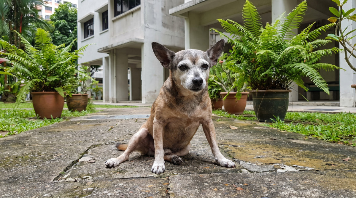 Signs of poor Muscle Strength & Function for Senior Pets