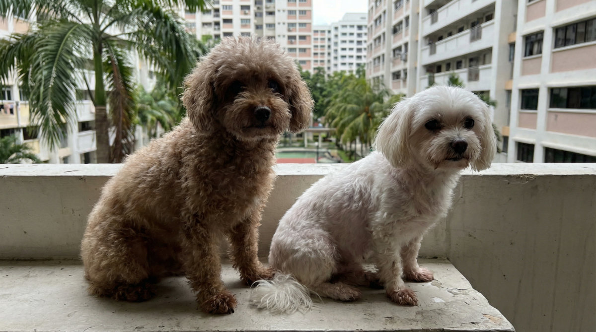 Signs of poor Skin & Coat Health for Senior Pets
