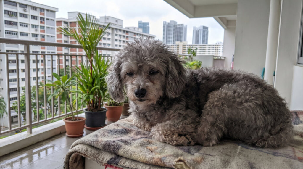Sleep, Stress & Anxiety for Senior Pets