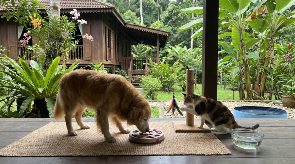 Sustaining Cognitive Health for Senior Pets