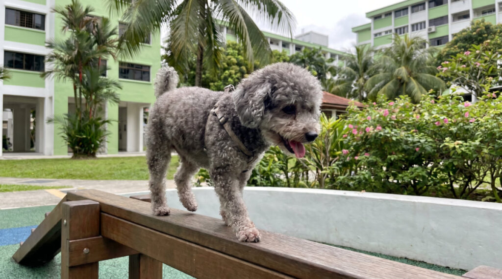 Sustaining Muscle Strength & Function for Senior Pets