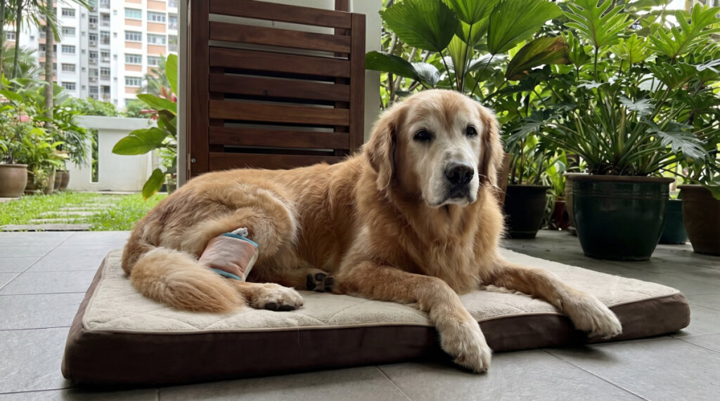 Sustaining Pain Relief in Senior Pets