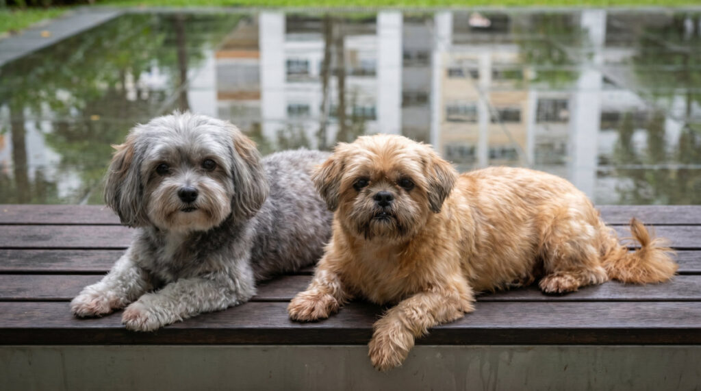 Sustaining Skin & Coat Health for Senior Pets