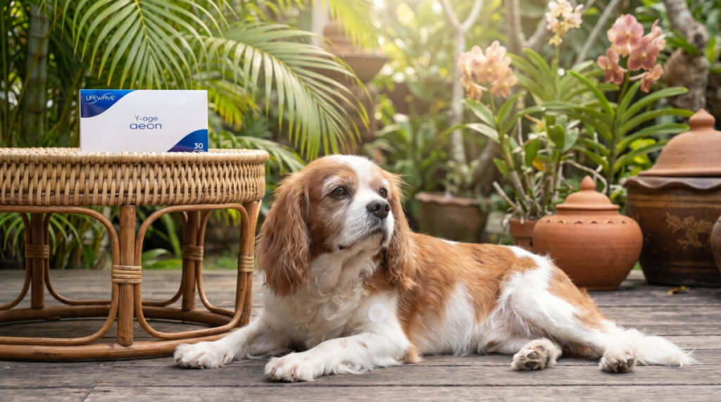 Use LifeWave Y-Age Aeon® on senior pets