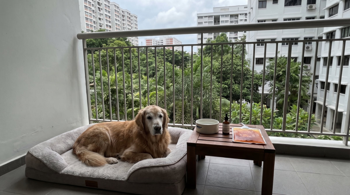 What is Pain Relief for Senior Pets