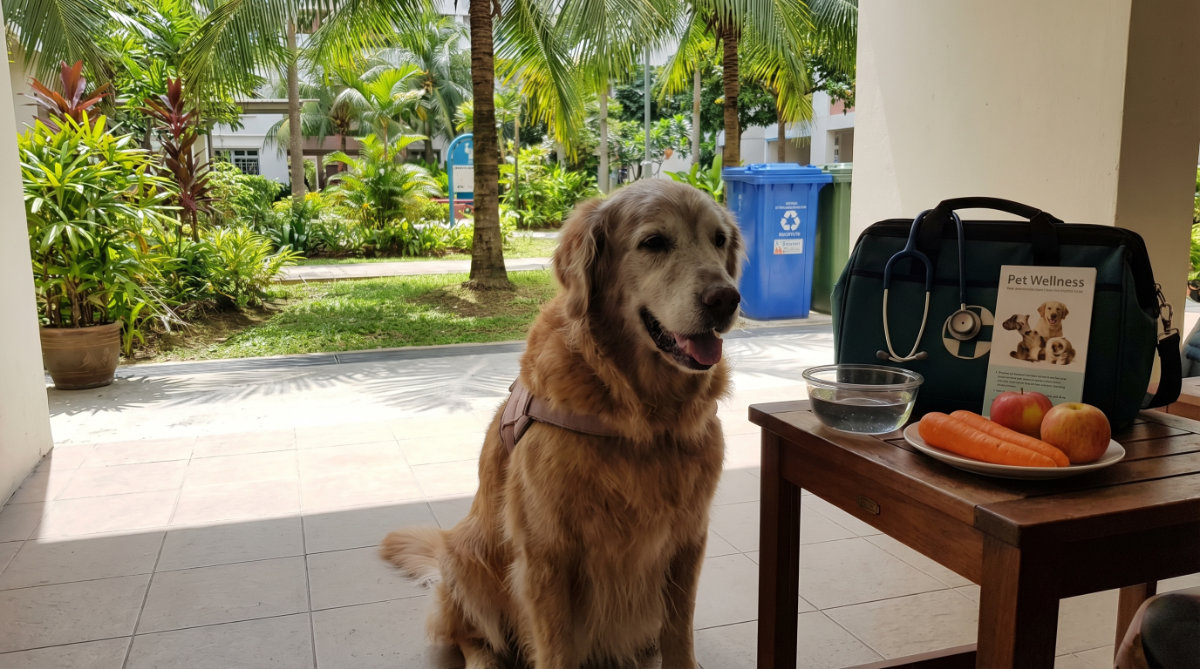 Why Cancer Prevention matters for Senior Pets