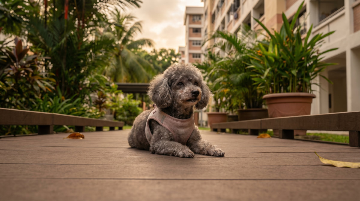 Why Energy matters for Senior Pets