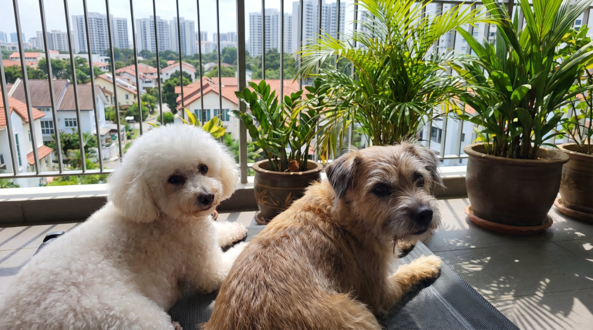 Why Skin & Coat Health matters for Senior Pets