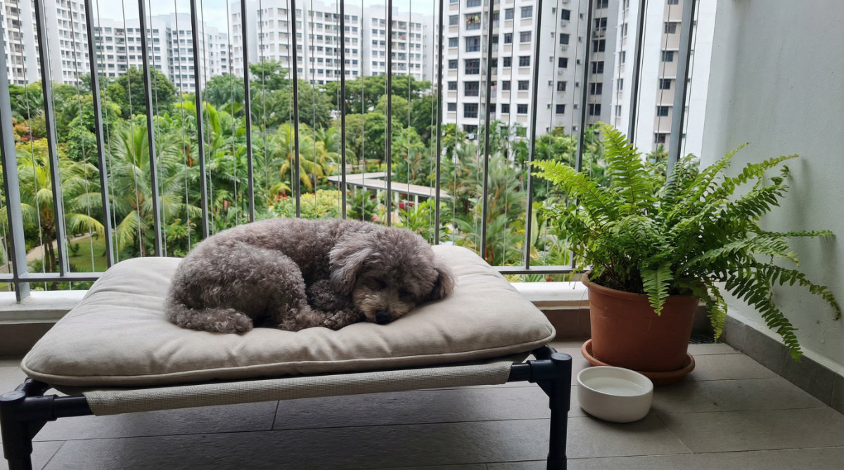 Why Stress Relief matters for Senior Pets